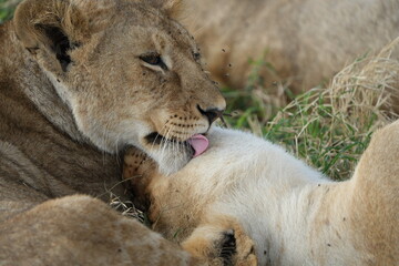 mother lion (lioness) cleaning her cub with her tongue in the serengeti national park in tanzania, safari