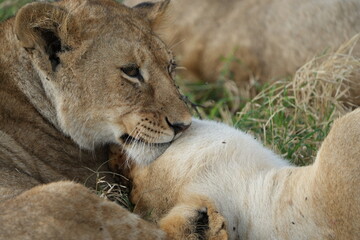 mother lion (lioness) cleaning her cub with her tongue in the serengeti national park in tanzania, safari