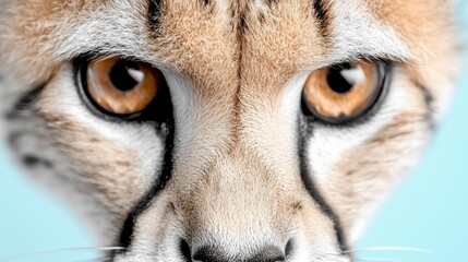 Obraz premium A close up of a cheetah's face with a blue background