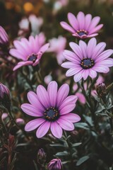 Obraz premium Vibrant Pink Flowers