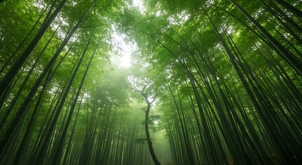 Abstract Nature Landscape Background Texture. Abstract Nature Landscape Background Motion Blur Effect Bamboo Forest Texture with green and gold smeared colors
