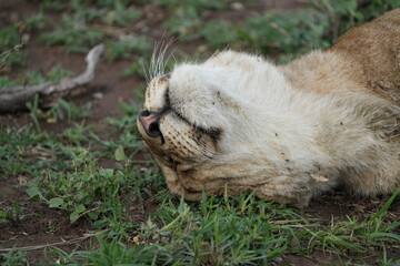 Fototapeta premium Resting Lioness After Feeding – Close-Up in the Serengeti Grasslands