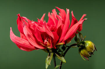 Obraz premium Crimson Dahlia flower on a green background
