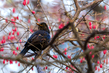 Black bird on tree