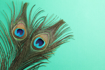 Obraz premium Two beautiful peacock feathers on turquoise background, top view. Space for text
