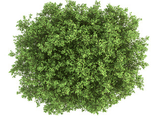 Obraz premium Lush Green Foliage of Flourishing Tree with Dense Leafy Branches in Natural Environment