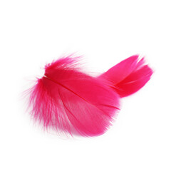 Two fluffy light feathers isolated on white