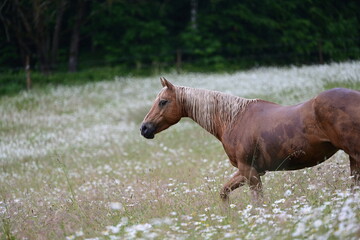 Sommerregen auf der Pferdekoppel. Schönes Pferd im Regen in einer Margeritenwiese