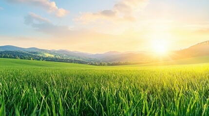 A field of green grass with the sun setting in the background