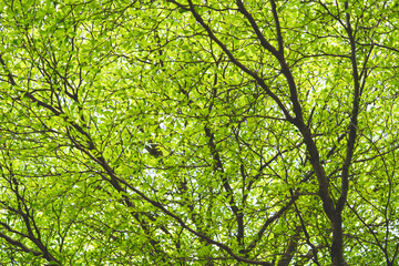 Backgroud view of leaves in a granden