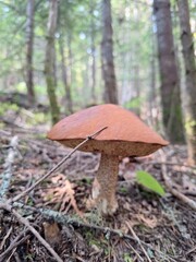 Close up of wild mushroom on hiking trail