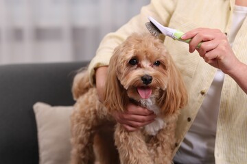 Woman brushing cute Maltipoo dog at home, closeup