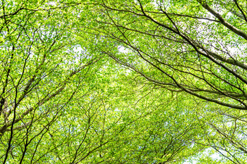 Obraz premium Backgroud view of leaves in a granden