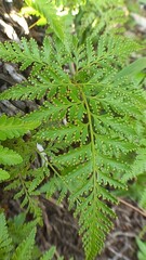 fern plant
