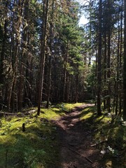 Obraz premium Hiking path through the wood with rays of sun