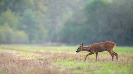Roe deer doe walking in a clearing. Capreolus capreolus, Sologne, Loiret 45, région Centre-Val-de-Loire, France, European Union, Europe