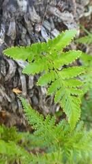 fern in the forest