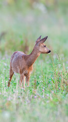 Roe deer doe eating red clover in bloom while breastfeeding her fawn in a clearing. Capreolus capreolus, Touraine, Indre et Loire 37, région Centre-Val-de-Loire, France, European Union, Europe