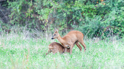 Roe deer doe breastfeeding her fawn eating in a field of clover in bloom. Capreolus capreolus, Touraine, Indre et Loire 37, région Centre-Val-de-Loire, France, European Union, Europe