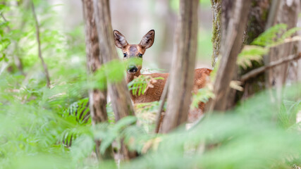 Roe deer doe on the lookout hidden among the vegetation of the undergrowth. Capreolus capreolus, Sarthe 72, Pays de la Loire, France, European Union, Europe