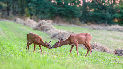 Roe deer doe smelling her fawn in a mowed field with hay row. Capreolus capreolus, Touraine, Indre...