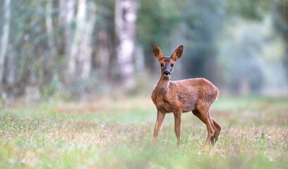 Portrait of a fawn roe deer doe in a forest alley at dawn. Capreolus capreolus, Sologne, Loiret 45, région Centre-Val-de-Loire, France, European Union, Europe