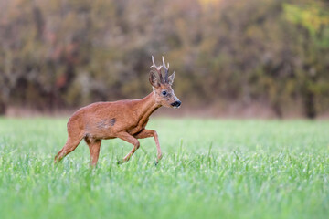 Roe deer buck running in a clearing. Capreolus capreolus, Sologne, Loiret 45, région Centre-Val-de-Loire, France, European Union, Europe