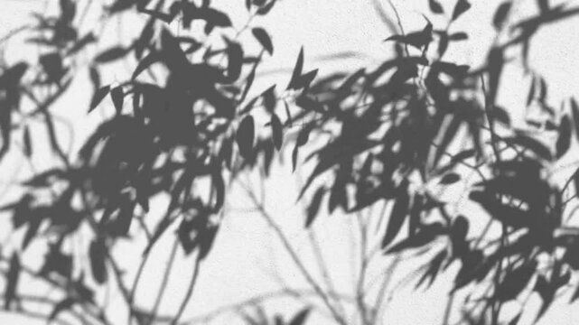 Realistic shadow of tree branches with leaves silhouette on white wall. Slow motion of leaf shadow with sunlight effect. Natural plant leaf shadow background. Summer spring backdrop wallpaper texture 