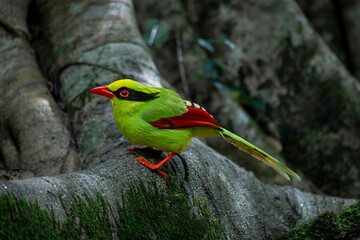 Bird in tropical rain forest wildlife photography