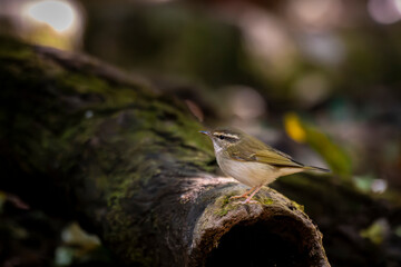 Bird in tropical rain forest wildlife photography