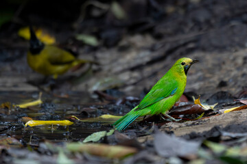 Bird in tropical rain forest wildlife photography
