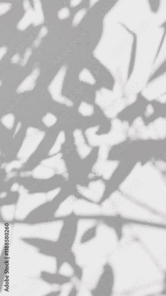 Canvas Prints tree branch shadow and sunlight effect on white wall background. natural leaves shadow. branch leaf 