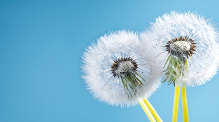 Naklejka premium A close up of three dandelion seeds blowing in the wind