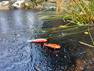 goldfish death in garden pond frozen cold winter