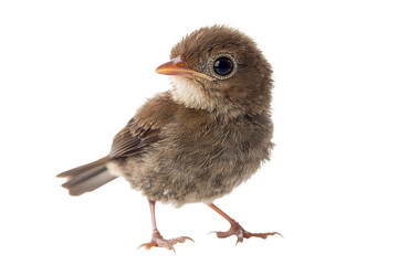 Nightingale Chick Isolated on transparent Background Ideal for Nature and Wildlife Imagery