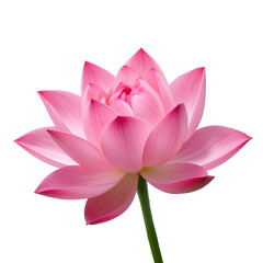 pink lotus isolated on white