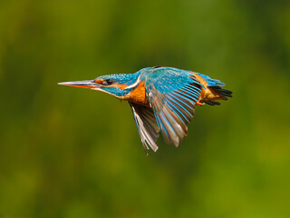 Eisvogel (Alcedo atthis) im Flug vor unscharfem grünem Hintergrund, dynamische Vogelfotografie