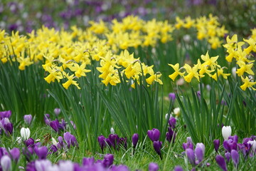 Fototapeta premium field of yellow flowers