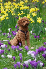 Poodle dog with flowers