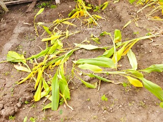 Turmeric Curcuma longa, a flowering plant in the ginger family Zingiberaceae, a perennial, rhizomatous, herbaceous plant native to the Indian subcontinent and Southeast Asia, used in Asian cuisines