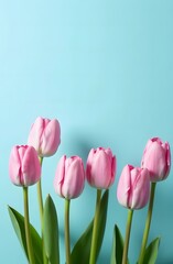 Fototapeta premium On a blue background. Vertical photo with tulips at the bottom and a place for text at the top. Congratulation. March 8th. International Women's Day