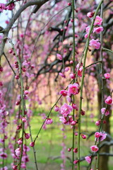 田上梅林公園（新潟県）