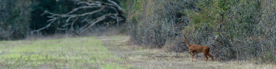 Young roe deer doe on the lookout at the edge of a clearing at dusk. Capreolus capreolus, Sologne, Loiret 45, région Centre-Val-de-Loire, France, European Union, Europe