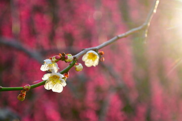 田上梅林公園（新潟県）