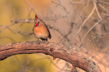 cardinal on a branch