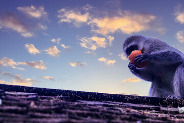 vervet monkey with stolen orange