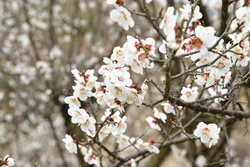 田上梅林公園（新潟県）
