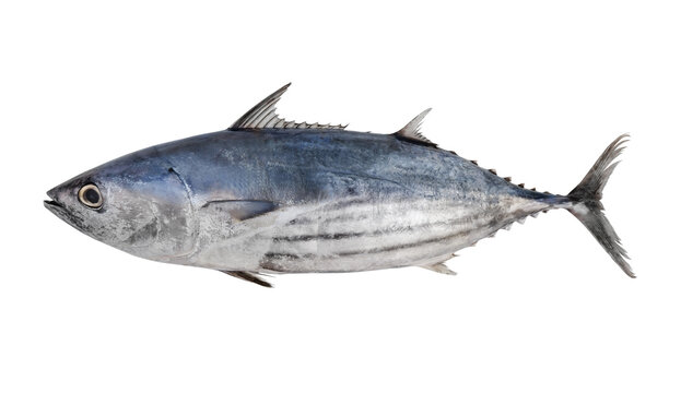 Fresh tuna fish isolated on white background,  bonito, skipjack tuna