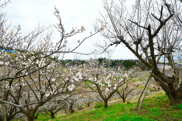 田上梅林公園（新潟県）