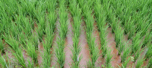 Cultivation of paddy in the rainy season.